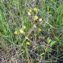 Trifolium campestre at Dunlop, ACT - 9 Nov 2022