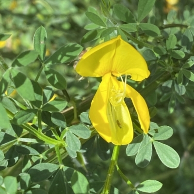 Cytisus scoparius subsp. scoparius (Scotch Broom, Broom, English Broom) at Pialligo, ACT - 9 Nov 2022 by SteveBorkowskis