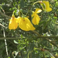 Cytisus scoparius subsp. scoparius at Pialligo, ACT - 9 Nov 2022 04:27 PM