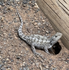 Amphibolurus muricatus (Jacky Lizard) at Hackett, ACT - 9 Nov 2022 by Louisab