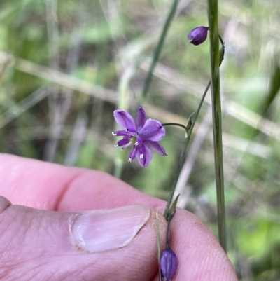 Arthropodium minus (Small Vanilla Lily) at Mount Majura - 9 Nov 2022 by Louisab