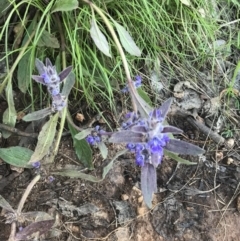 Ajuga australis (Austral Bugle) at Mount Majura - 8 Nov 2022 by walter