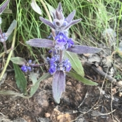 Ajuga australis at Watson, ACT - 9 Nov 2022