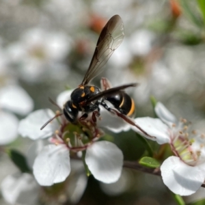 Lasioglossum (Australictus) peraustrale at Acton, ACT - 9 Nov 2022