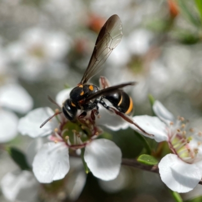 Lasioglossum (Australictus) peraustrale (Halictid bee) at ANBG - 9 Nov 2022 by PeterA