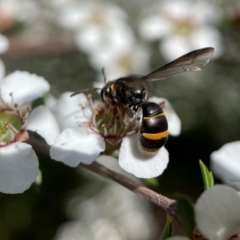 Lasioglossum (Australictus) peraustrale at Acton, ACT - 9 Nov 2022