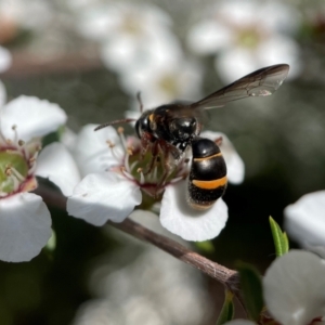 Lasioglossum (Australictus) peraustrale at Acton, ACT - 9 Nov 2022