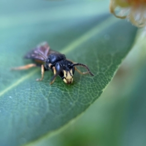 Hylaeus (Planihylaeus) daviesiae at Acton, ACT - 9 Nov 2022 03:04 PM