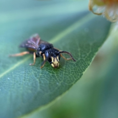 Hylaeus (Planihylaeus) daviesiae (Hylaeine colletid bee) at Acton, ACT - 9 Nov 2022 by PeterA