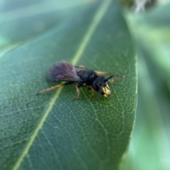 Hylaeus (Planihylaeus) daviesiae at Acton, ACT - 9 Nov 2022 03:04 PM