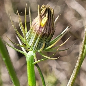 Tolpis barbata at Dunlop, ACT - 9 Nov 2022