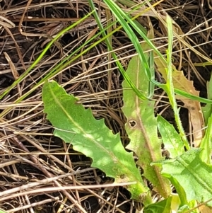 Tolpis barbata at Dunlop, ACT - 9 Nov 2022 03:50 PM