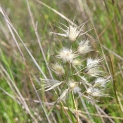 Rytidosperma sp. (Wallaby Grass) at Dunlop, ACT - 9 Nov 2022 by trevorpreston