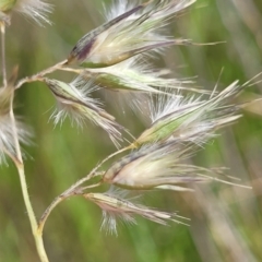 Rytidosperma sp. at Dunlop, ACT - 9 Nov 2022