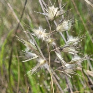 Rytidosperma sp. at Dunlop, ACT - 9 Nov 2022 03:46 PM