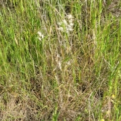 Rytidosperma sp. at Dunlop, ACT - 9 Nov 2022