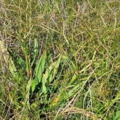 Rumex brownii (Slender Dock) at Dunlop, ACT - 9 Nov 2022 by trevorpreston