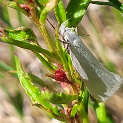 Zacorus carus (White Wingia) at Dunlop, ACT - 9 Nov 2022 by trevorpreston