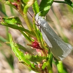 Zacorus carus (Wingia group moth) at Dunlop, ACT - 9 Nov 2022 by trevorpreston