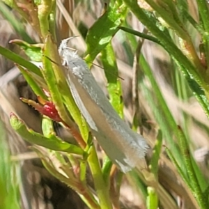 Zacorus carus at Dunlop, ACT - 9 Nov 2022