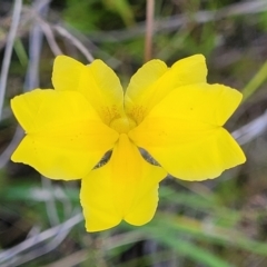 Goodenia pinnatifida (Scrambled Eggs) at Dunlop, ACT - 9 Nov 2022 by trevorpreston