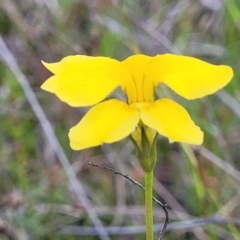 Goodenia pinnatifida at Dunlop, ACT - 9 Nov 2022 03:36 PM