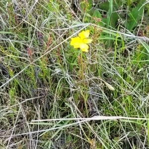 Goodenia pinnatifida at Dunlop, ACT - 9 Nov 2022 03:36 PM