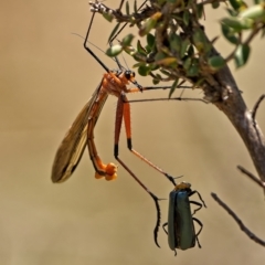 Harpobittacus australis (Hangingfly) at Block 402 - 7 Nov 2022 by Kenp12