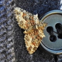 Phrissogonus laticostata (Apple looper moth) at Coree, ACT - 8 Nov 2022 by JohnBundock