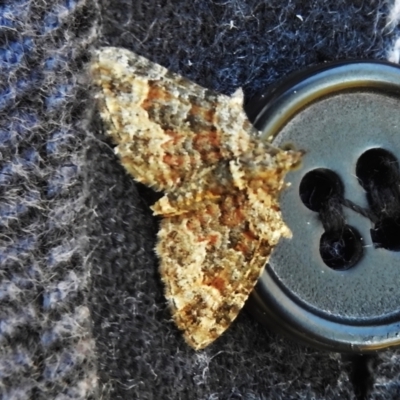 Phrissogonus laticostata (Apple looper moth) at Coree, ACT - 8 Nov 2022 by JohnBundock