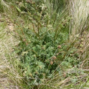 Sanguisorba minor at Mount Clear, ACT - 9 Nov 2022 12:44 PM