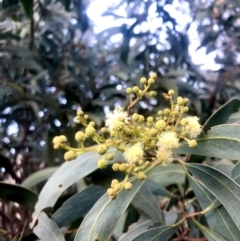 Acacia obliquinervia (Mountain Hickory) at QPRC LGA - 9 Nov 2022 by JessBelle