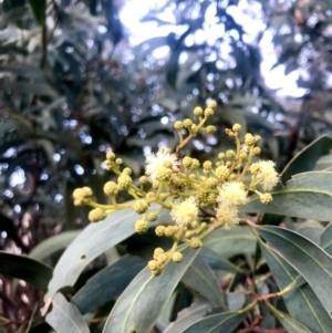 Acacia obliquinervia at Burra, NSW - 9 Nov 2022