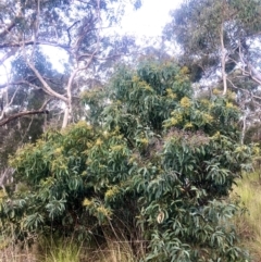 Acacia obliquinervia at Burra, NSW - 9 Nov 2022