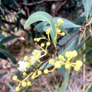 Acacia obliquinervia at Burra, NSW - 9 Nov 2022 07:50 PM