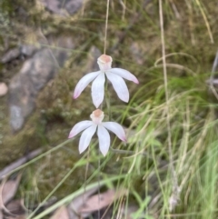 Caladenia moschata (Musky Caps) at Black Mountain - 5 Nov 2022 by Mlatimore