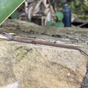 Saproscincus mustelinus at Acton, ACT - 9 Nov 2022 02:45 PM