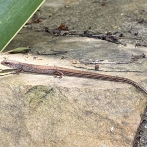 Saproscincus mustelinus at Acton, ACT - 9 Nov 2022 02:45 PM