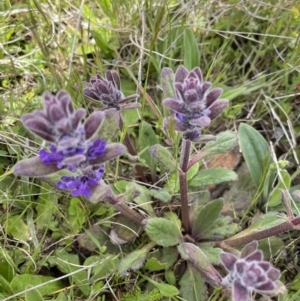 Ajuga australis at Mount Clear, ACT - 9 Nov 2022