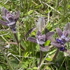 Ajuga australis at Mount Clear, ACT - 9 Nov 2022 12:09 PM