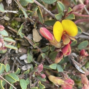 Bossiaea buxifolia at Mount Clear, ACT - 9 Nov 2022