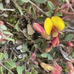 Bossiaea buxifolia (Matted Bossiaea) at Mount Clear, ACT - 9 Nov 2022 by JaneR