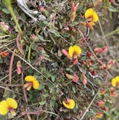 Bossiaea buxifolia at Mount Clear, ACT - 9 Nov 2022