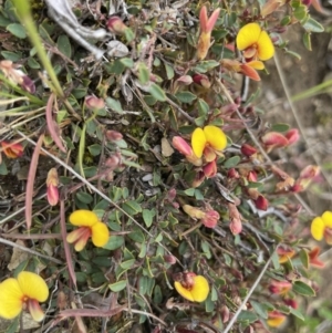 Bossiaea buxifolia at Mount Clear, ACT - 9 Nov 2022
