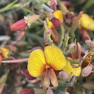 Bossiaea riparia at Mount Clear, ACT - 9 Nov 2022