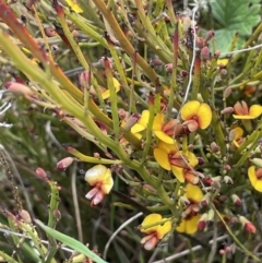 Bossiaea riparia at Mount Clear, ACT - 9 Nov 2022