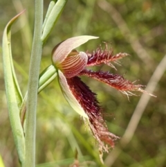 Calochilus platychilus (Purple Beard Orchid) at Stromlo, ACT - 8 Nov 2022 by RobG1