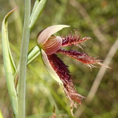 Calochilus platychilus (Purple Beard Orchid) at Piney Ridge - 7 Nov 2022 by RobG1