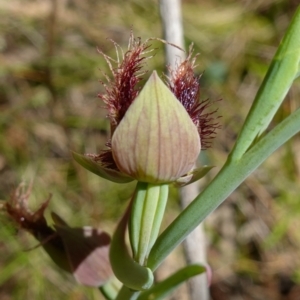 Calochilus platychilus at Stromlo, ACT - 8 Nov 2022