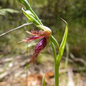 Calochilus platychilus at Stromlo, ACT - 8 Nov 2022